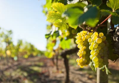 Chenin Blanc grapes growing in the Loire Valley