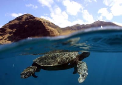 Sunset Snorkel Cruise (West Oahu) 2