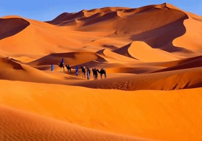 Camels crossing the dunes of Morocco during the 6 day desert tour from Marrakech