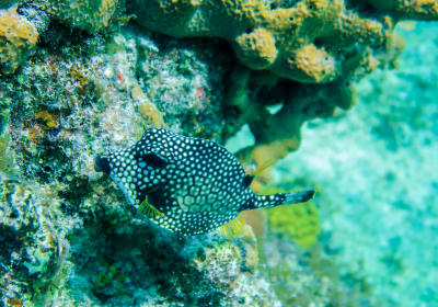 Cozumel Snorkeling Tour 2