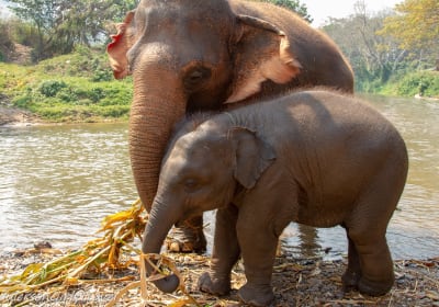 Elephant Sanctuary Tour in Chiang Mai 2