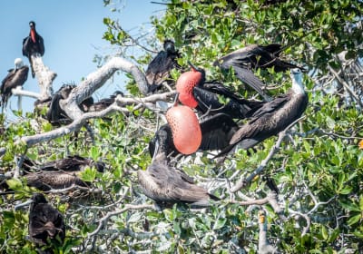 Private Sian Ka'an Wildlife Expedition to Punta Allen 2