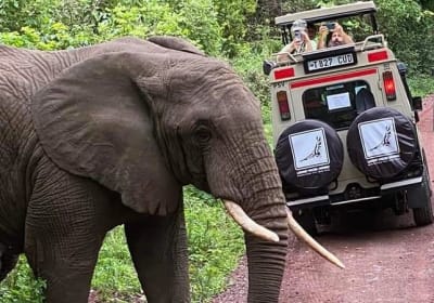 5-Day Mid Range Tour, Manyara, Serengeti & Ngorongoro  2