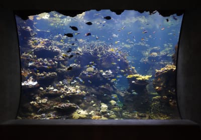 California Academy of Sciences 2