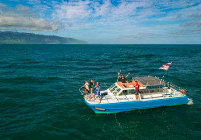 Oahu Shark Diving Tour: Cage Dive 2