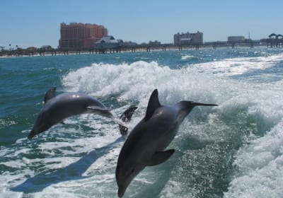 Clearwater Day Trip & Sea Screamer Ride with Optional Lunch 2