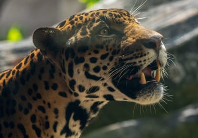 Official Houston Zoo Value Pass 2