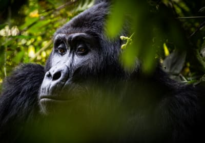 8-Day Safari: Chimps, Gorillas & Wildlife Walk 2