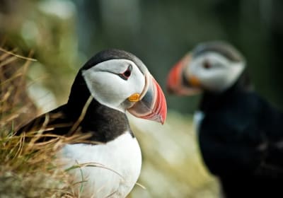 Tour definitivo a piedi della città di Reykjavik e dei pulcinella di mare 2