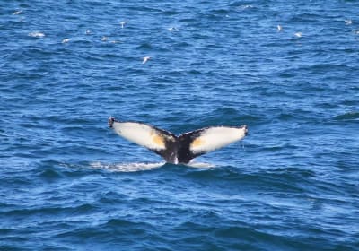 Whale Watching & Northern Lights Boat Trip from Reykjavik 2