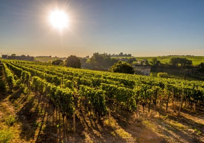 From Bordeaux to Saint-Emilion private 4-hour shore trip 2