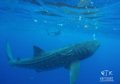 Swim with Whale Sharks in Cancun 2
