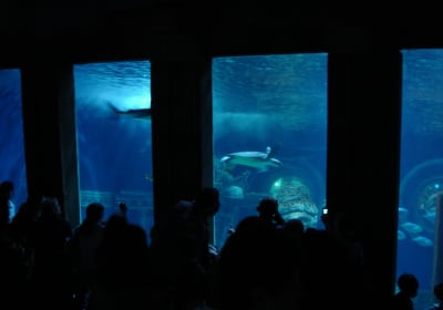 Tickets for Aquarium de Paris & Self-Guided Tours in Paris 2