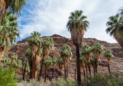 Best of Palm Springs Small Group Tour w/ Aerial Tram 2