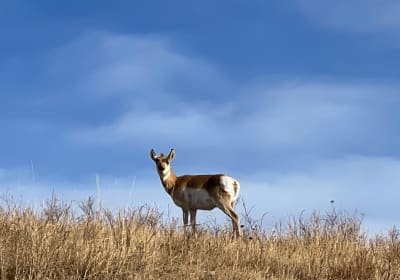 Pronghorn Sheep Custer State Park Wildlife Loop Road
