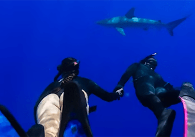 Deep Water Snorkel w/ Sharks: Cageless  2