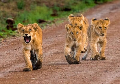 5 Days Safari + Lakes 2