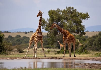 3 Days Aberdares Safari 2