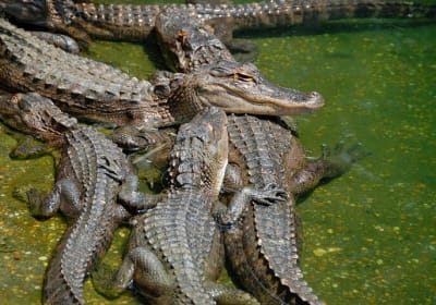 Miami Full Day Self-Guided Sightseeing Tour w/ Cruise and Everglades Airboat  2