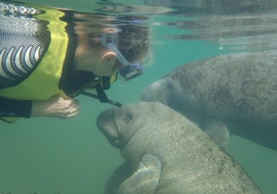 Deluxe Manatee Swim Tour 2