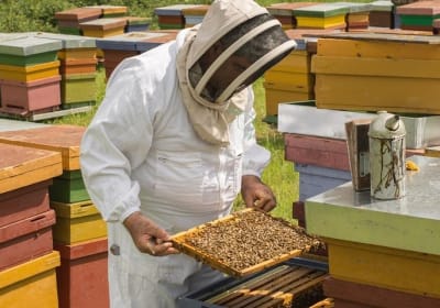 ADI Beekeeping: pioneers of Italian organic honey 2
