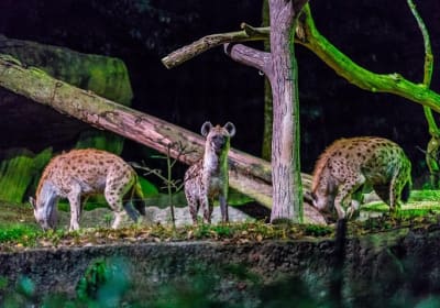 Night Safari Ticket 2