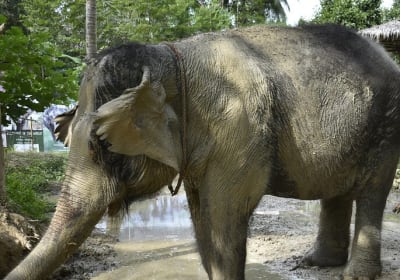 Elephant Jungle Sanctuary Koh Samui: Morning Program 2