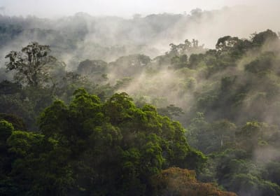 Jungle Expedition through The Childrens Eternal Rainforest 2
