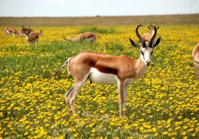 18 Day Wildlife, Landscapes and Cultural Safari (Lodging)  2