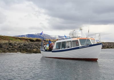 Reykjavik Shore Excursion: Puffin Sightseeing Cruise 2
