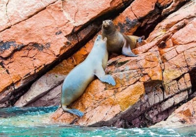 Lima: Paracas, Ballestas Island, and Slave Tunnel Day Tour 2