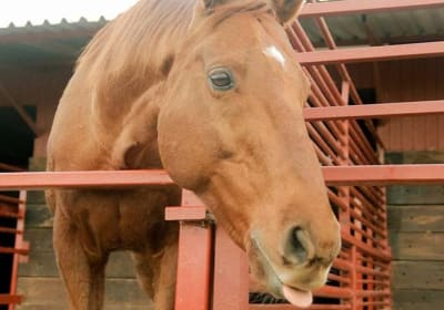 Horse Riding Experience in Nafplio 2