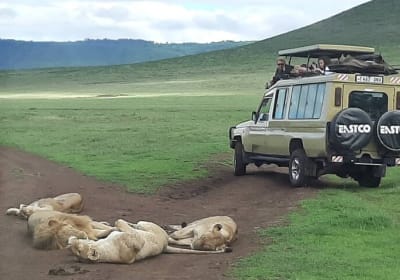 7-Day Great Migration Safari 2