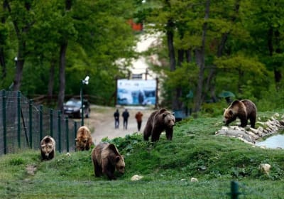 Private day trip to Zarnesti Bear Sanctuary and Bran Castle 2