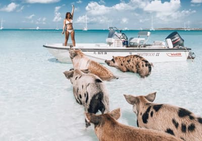 Intimate Pig Beach Excursion to Exuma Swimming Pigs - 7 Stop 2