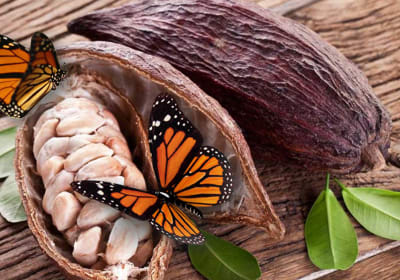Exclusive Cocoa Garden & Butterfly Sanctuary Escapade 2