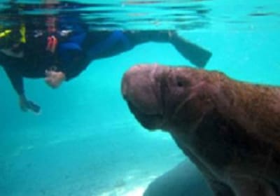Manatees Swim, Snorkel and Boat Day Tour from Orlando 2