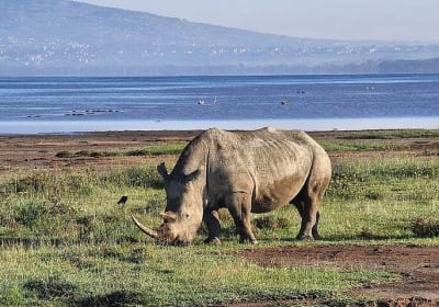 Lake Naivasha And Lake Nakuru Overnight Tour 2