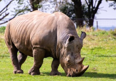 Lake Naivasha & Lake Nakuru National park Budget Tour. 2