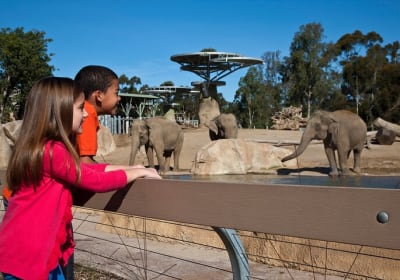 San Diego Zoo 1-Day Pass Any Day Ticket 2