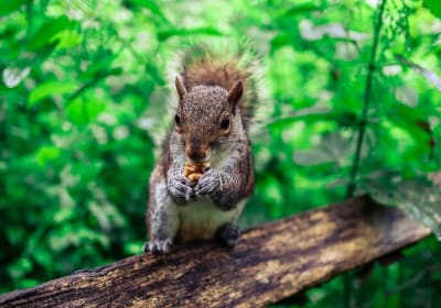 Half-day Forest Bathing and Yoga in Brighton's Woodlands 2