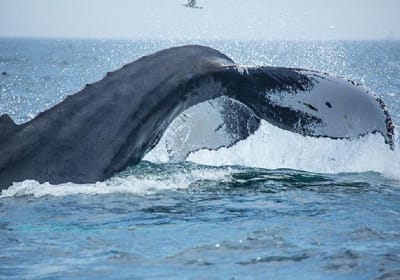 Boston Whale Watching Cruise by High-Speed Catamaran 2