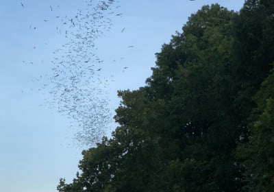 Downtown Austin Sunset Kayak Tour with 1.5 Million Bats 2