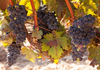 Full-Day Wine Country Wine Tastings From Atlanta  2