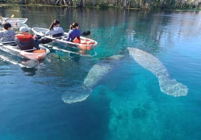 Manatee and Monkeys Clear Kayak or Clear Paddleboard Adventure 2