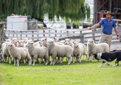 Queenstown: TSS Earnslaw Cruise and Walter Peak Farm Tour 2