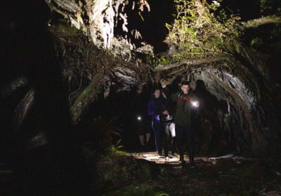 Stewart Island: Wild Kiwi Encounter 2