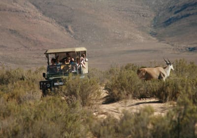 Aquila Game Reserve: Afternoon Safari 2