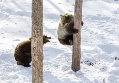 From Rovaniemi: Day Tour to Ranua Wildlife Park & Visit with Arctic Animals 2