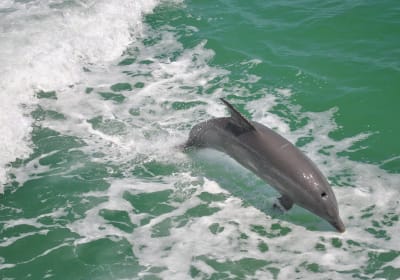 Dolphin Encounter Boat Cruise at Clearwater Beach 2